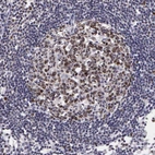 Immunohistochemical staining of human lymph node shows moderate to strong nuclear positivity in germinal center cells.