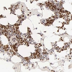 Immunohistochemical staining of human bone marrow shows strong nuclear positivity in hematopoietic cells.