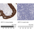 Anti-KRT17 Antibody