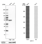 Western blot analysis in human cell lines HeLa and PC-3 using Anti-KRT17 antibody. Corresponding KRT17 RNA-seq data are presented for the same cell lines. Loading control: Anti-HSP90B1.