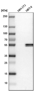 Western blot analysis in mouse cell line NIH-3T3 and rat cell line NBT-II.