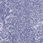 Immunohistochemical staining of human lymph node shows no positivity in non-germinal center cells as expected.