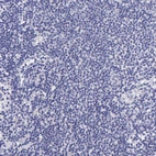 Immunohistochemical staining of human lymph node shows no positivity in non-germinal center cells as expected.