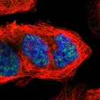 Immunofluorescent staining of human cell line A-431 using Anti-CCNB3 antibody HPA000496, showing protein localization to nuclear speckles (green). Microtubule and nuclear probes are visualized in red and blue, respectively (where available).