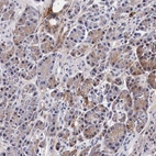 Immunohistochemical staining of human pancreas shows low expression as expected.