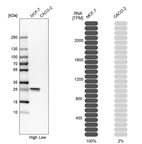 Western blot analysis in human cell lines MCF-7 and Caco-2 using Anti-HSPB1 antibody. Corresponding HSPB1 RNA-seq data are presented for the same cell lines. Loading control: Anti-GAPDH.