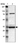 Anti-GNPDA1 Antibody