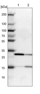 Lane 1: NIH-3T3 cell lysate (Mouse embryonic fibroblast cells)_br/_Lane 2: NBT-II cell lysate (Rat Wistar bladder tumour cells)
