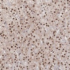 Anti-HTATSF1 Antibody