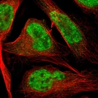 Immunofluorescent staining of human cell line U-2 OS shows localization to nucleoplasm.