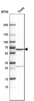 Western blot analysis in human testis tissue.