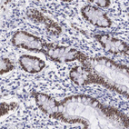 Immunohistochemical staining of human gastrointestinal shows strong nuclear positivity in glandular cells.