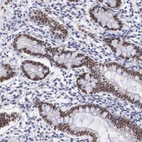 Immunohistochemical staining of human gastrointestinal shows strong nuclear positivity in glandular cells.