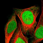 Immunofluorescent staining of human cell line U-2 OS shows localization to nucleus.