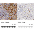 Anti-RENBP Antibody