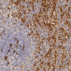 Immunohistochemical staining of human spleen shows high expression.