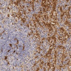 Anti-RENBP Antibody