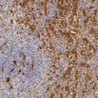 Immunohistochemical staining of human spleen shows high expression.
