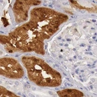 Immunohistochemical staining of human kidney using Anti-RENBP antibody HPA000522.