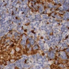 Immunohistochemical staining of human lymph node using Anti-RENBP antibody HPA000522.