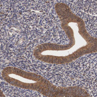 Immunohistochemical staining of human endometrium shows moderate cytoplasmic positivity in glandular cells.