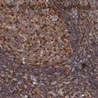 Immunohistochemical staining of human lymphoid tissues shows moderate cytoplasmic positivity in germinal center cells.