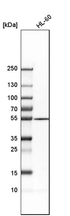 Western blot analysis in human cell line HL-60.