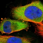 Immunofluorescent staining of human cell line U-251 MG shows localization to cytosol.