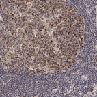 Immunohistochemical staining of human lymph node shows strong cytoplasmic positivity in germinal center cells.