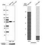 Western blot analysis in human cell lines HEK293 and U-251MG using Anti-XPNPEP3 antibody. Corresponding XPNPEP3 RNA-seq data are presented for the same cell lines. Loading control: Anti-PFN1.