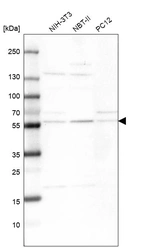 Western blot analysis in mouse cell line NIH-3T3, rat cell line NBT-II and rat cell line pC12.