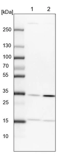 Lane 1: NIH-3T3 cell lysate (Mouse embryonic fibroblast cells)_br/_Lane 2: NBT-II cell lysate (Rat Wistar bladder tumour cells)