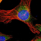 Immunofluorescent staining of human cell line U-2 OS shows localization to cytosol & vesicles.