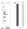 Anti-TYMP Antibody