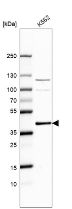 Anti-CRKL Antibody