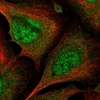 Immunofluorescent staining of human cell line U-2 OS shows localization to nucleoplasm & cytosol.