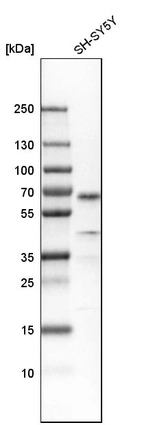 Western blot analysis in human cell line SH-SY5Y.