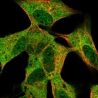 Immunofluorescent staining of human cell line SH-SY5Y shows localization to nucleoplasm & cytosol.