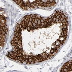 Immunohistochemical staining of human testis shows high expression.