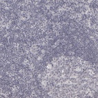 Anti-KIAA1210 Antibody