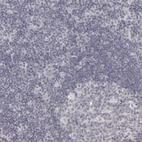 Immunohistochemical staining of human lymph node shows low expression as expected.