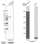 Anti-LGALS3BP Antibody