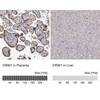 Anti-CRIM1 Antibody