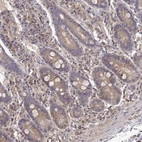 Immunohistochemical staining of human small intestine shows weak cytoplasmic positivity in glandular cells.