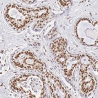 Anti-ZNF275 Antibody