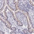 Immunohistochemical staining of human small intestine shows moderate granular cytoplasmic positivity in glandular cells.