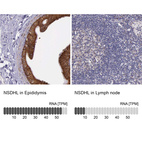 Anti-NSDHL Antibody