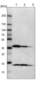 Lane 1: NIH-3T3 cell lysate (Mouse embryonic fibroblast cells)_br/_Lane 2: NBT-II cell lysate (Rat Wistar bladder tumour cells)_br/_Lane 3: PC12 cell lysate (Pheochromocytoma of rat adrenal medulla)