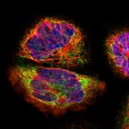 Immunofluorescent staining of human cell line A-431 shows localization to endoplasmic reticulum & lipid droplets.