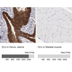 Anti-CLU Antibody